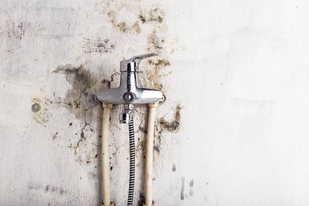 Best Home Mold Removal  in Mayville, MI