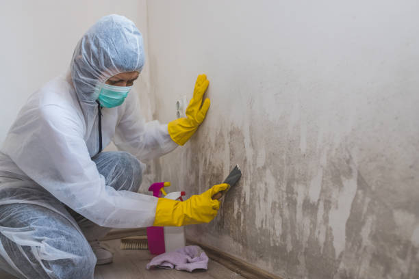 Best Best Mold Removal Companies  in Mayville, MI
