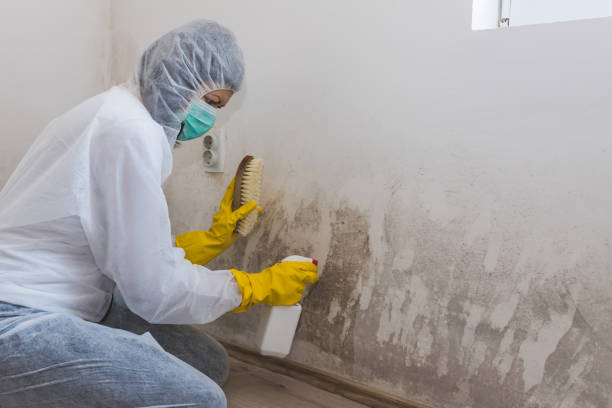 Best Emergency Mold Removal  in Mayville, MI