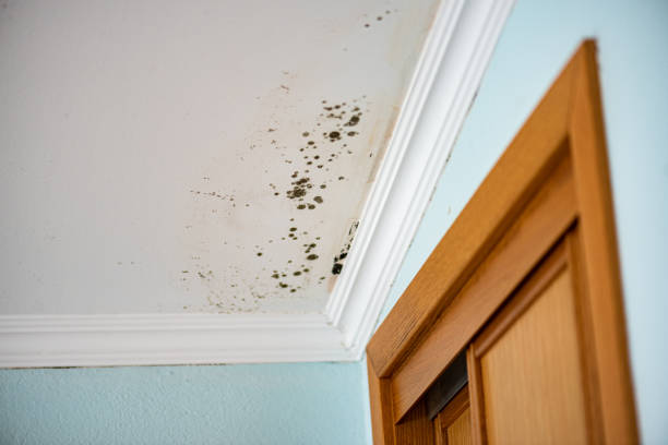 Home Mold Removal in Mayville, MI