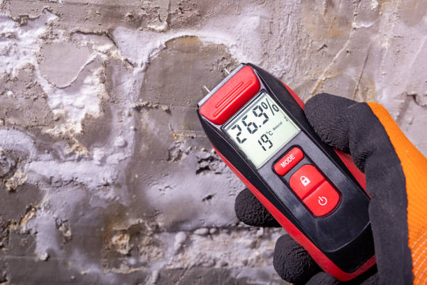 Best Office Mold Removal Services  in Mayville, MI