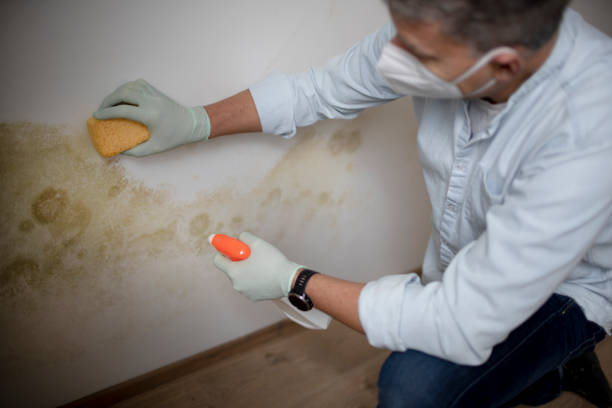 Best Toxic Mold Removal  in Mayville, MI