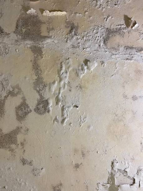 Best Mold Testing  in Mayville, MI