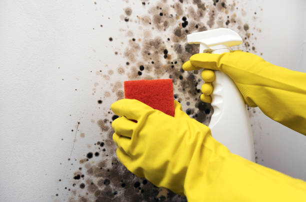 Professional Mold Removal in Mayville, MI