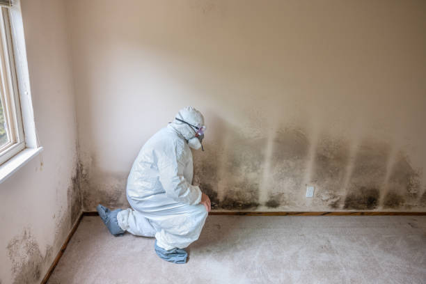 Best Mold Remediation  in Mayville, MI