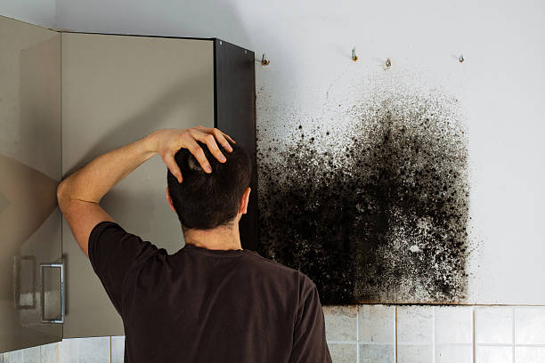 Best Mold Remediation Services  in Mayville, MI