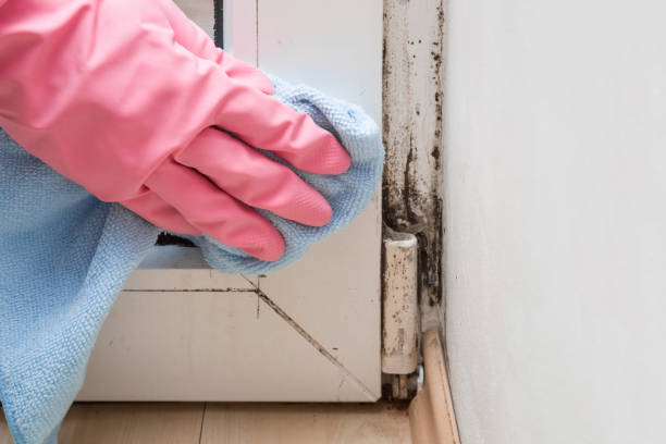 Best Mold Remediation Experts  in Mayville, MI