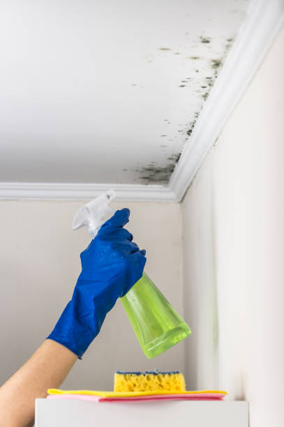 Best Water Damage Restoration  in Mayville, MI